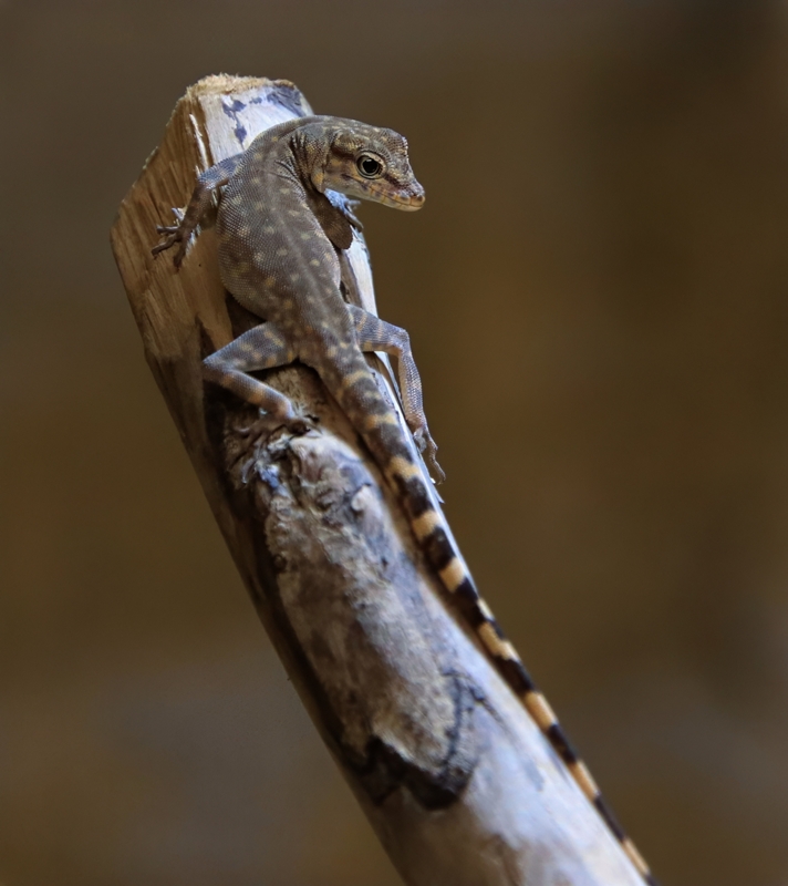 Oman rock gecko (Pristurus celerrimus)