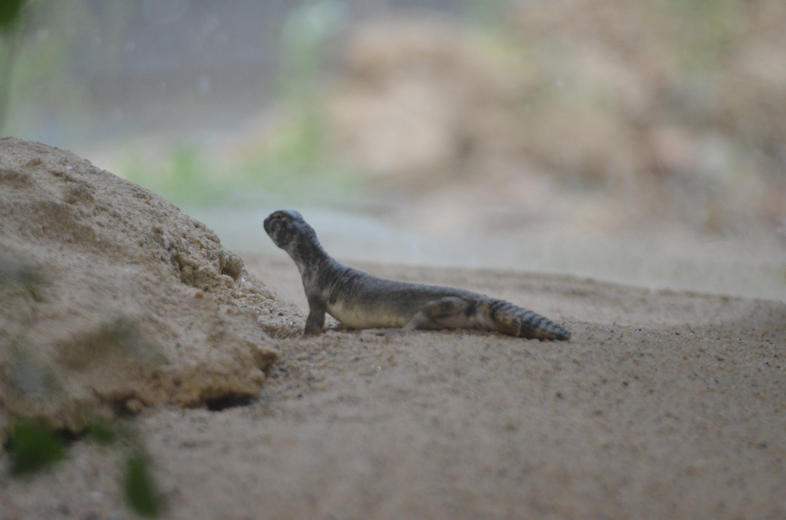 Oman Spiny-tailed Lizard - Desert House at Nuremberg, 07/09/19