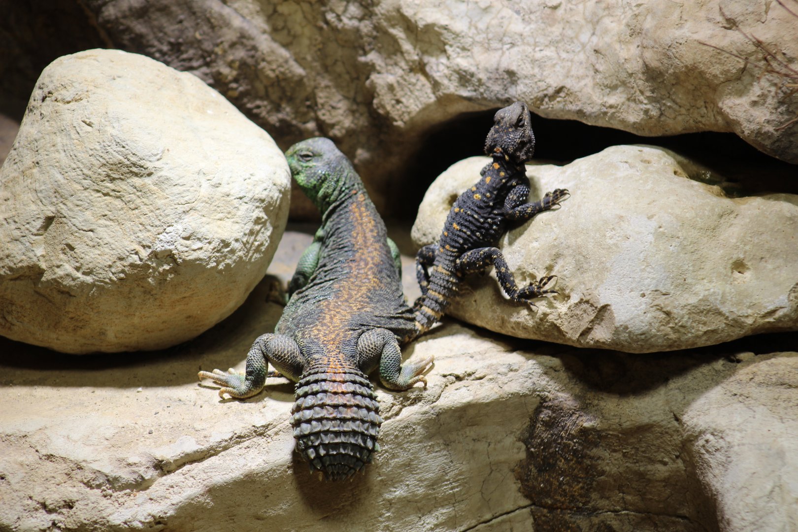 Oman Spiny-Tailed Lizard & Orange-Spotted Starred Agama