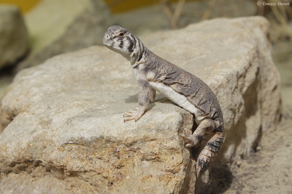 Oman Spiny-tailed Lizard (Uromastyx thomasi)