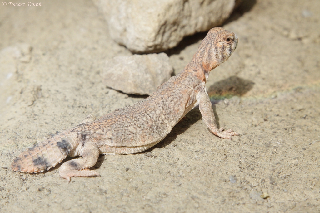 Oman Spiny-tailed Lizard (Uromastyx thomasi)