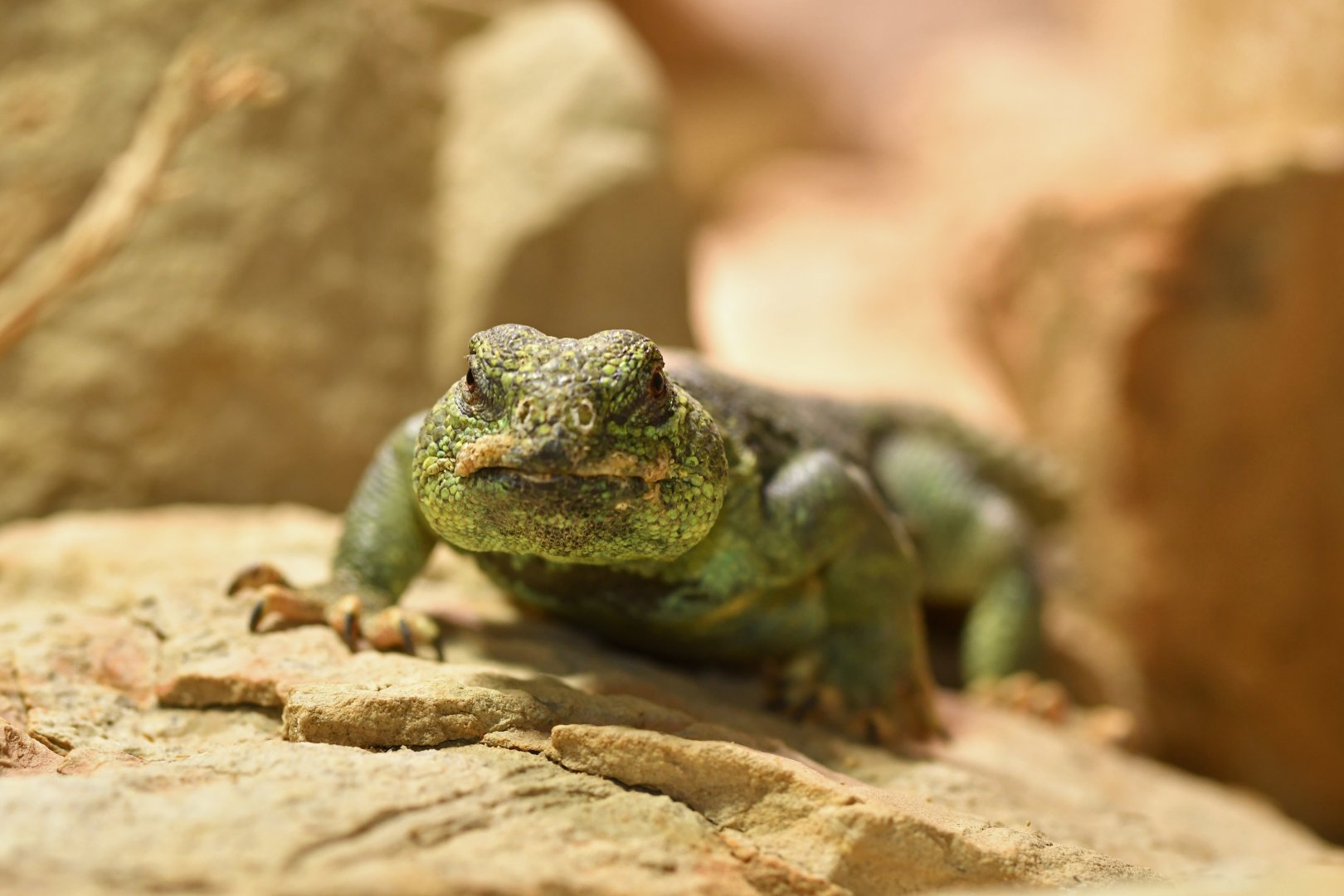 Oman spiny-tailed lizard (Uromastyx thomasi)