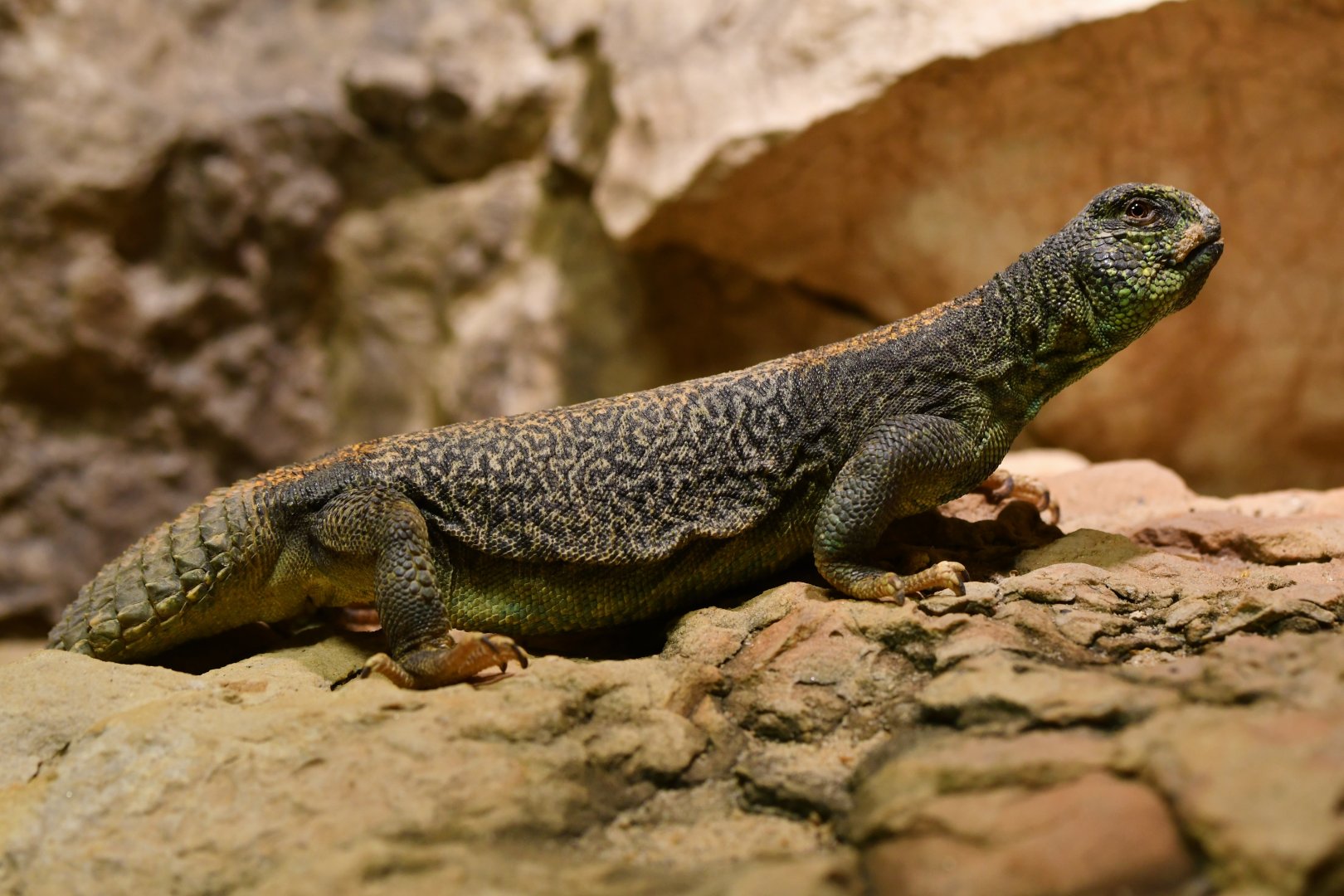 Oman spiny-tailed lizard (Uromastyx thomasi)