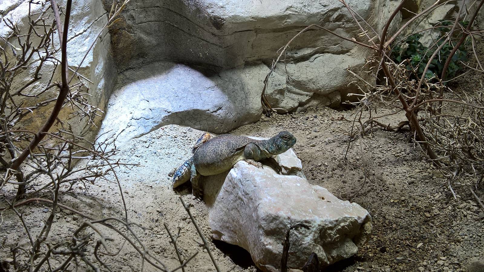 Oman spiny-tailed lizard