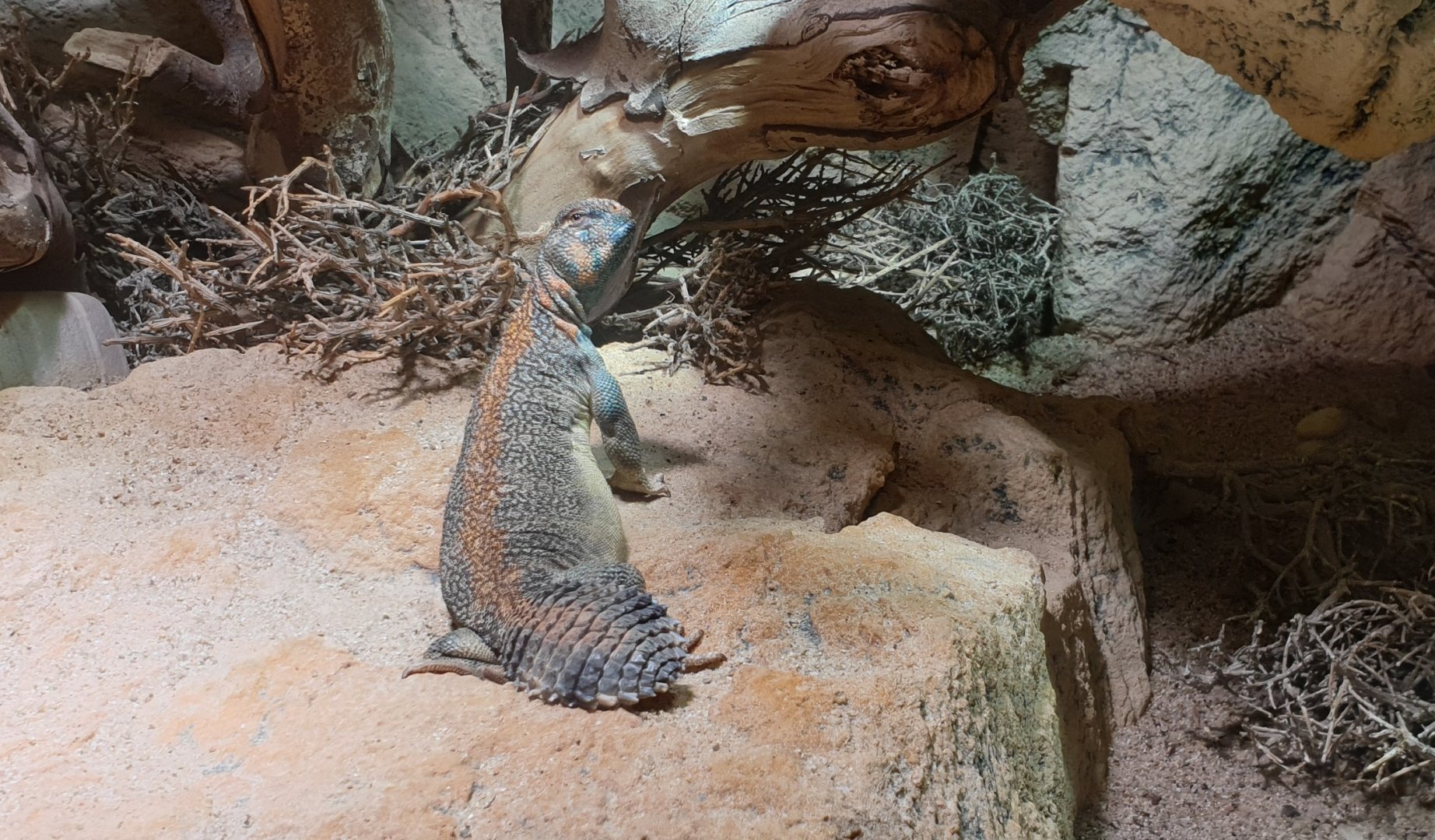 Oman spiny-tailed lizard