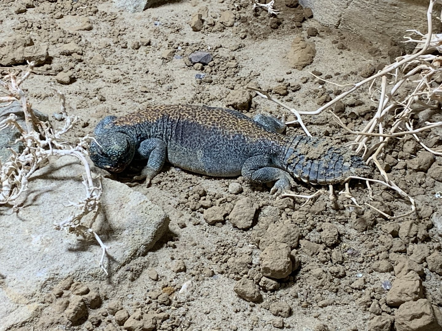 Oman spiny-tailed lizard