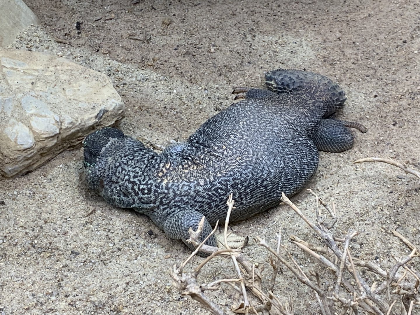 Oman spiny-tailed lizard
