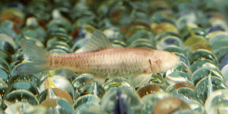 Omani blind cave fish (1991)