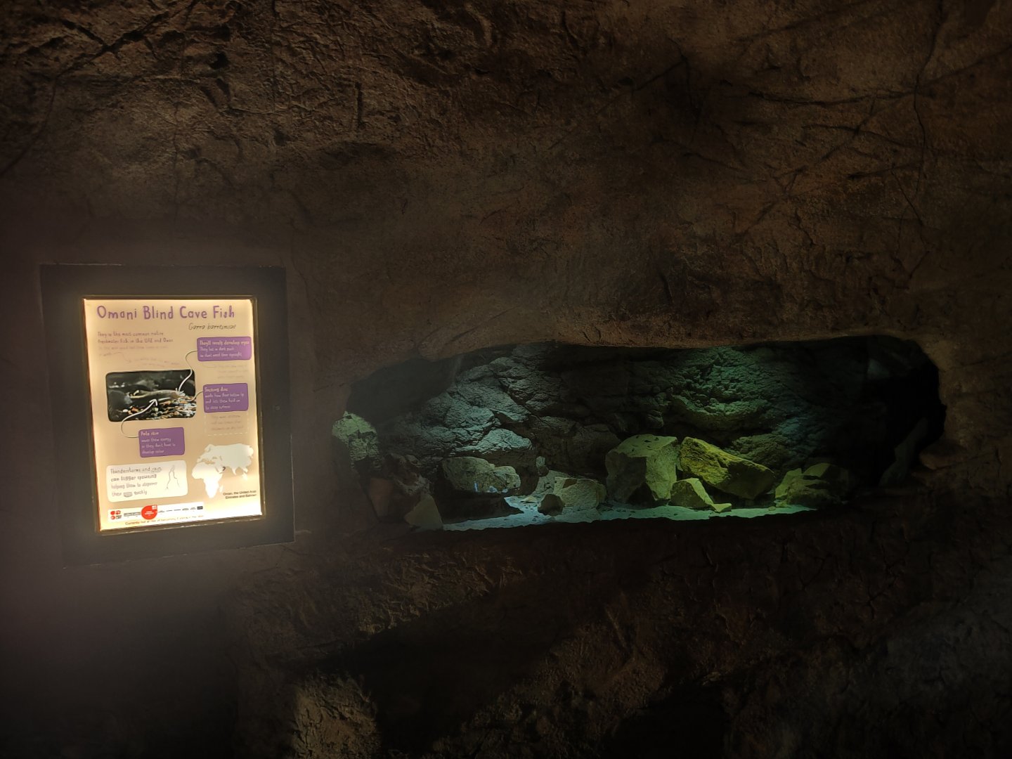 Omani blind cave fish enclosure