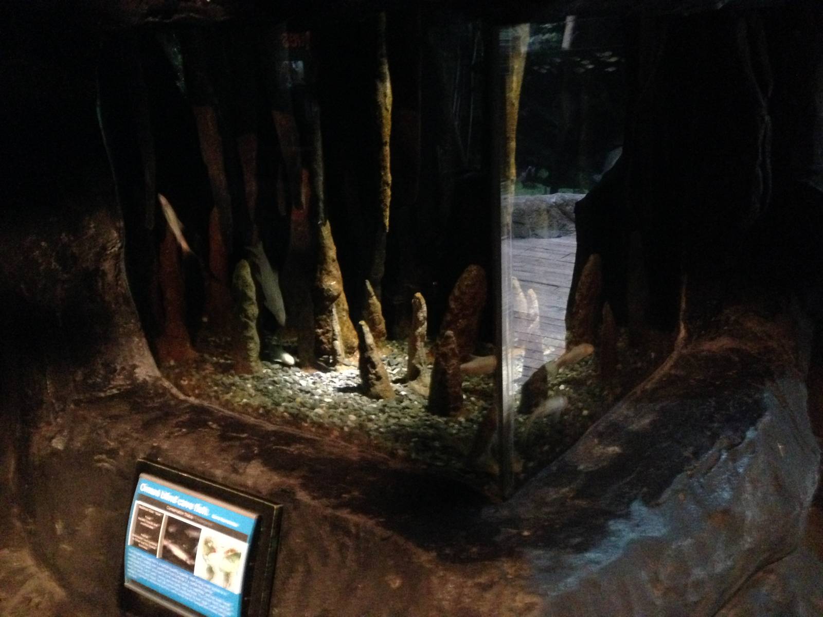 Omani Blind Cave Fish Exhibit at Blue Planet Aquarium - 05/10/2013