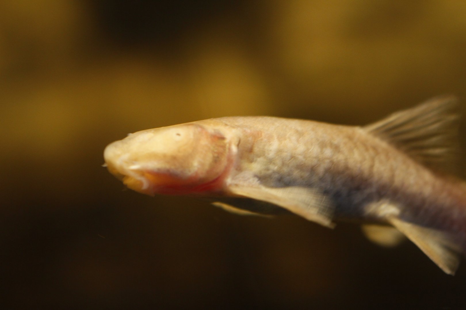 Omani blind cave fish (Garra barreimiae)