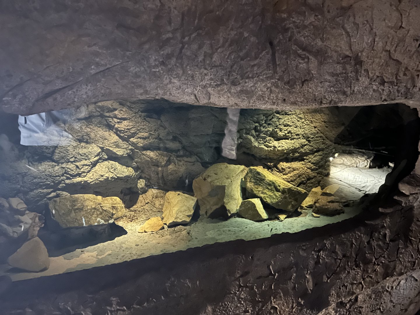 Omani blind cave fish tank 29.6.24