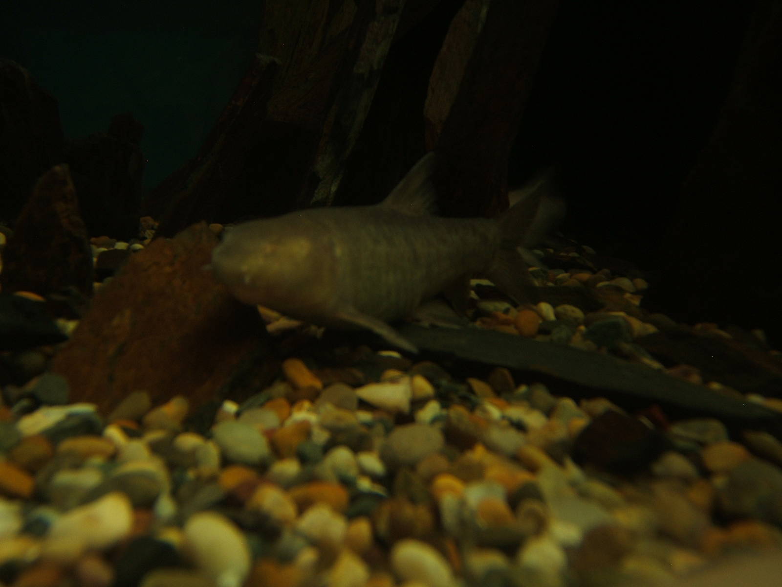 Omani Blind Cave Fish