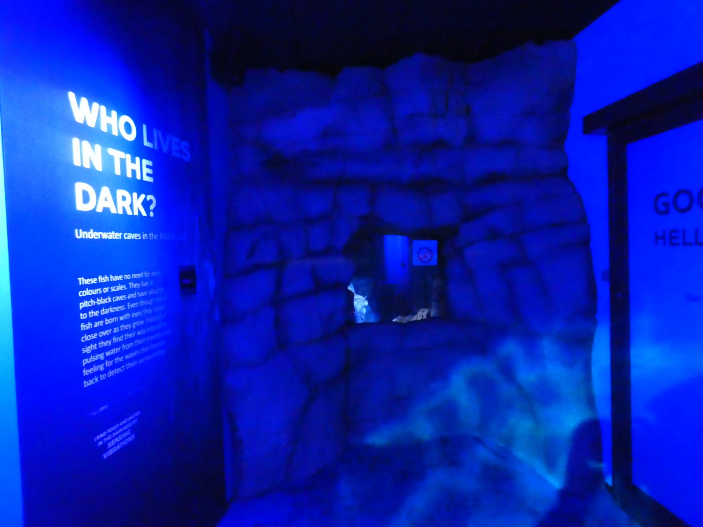 Omani Blind Cavefish enclosure