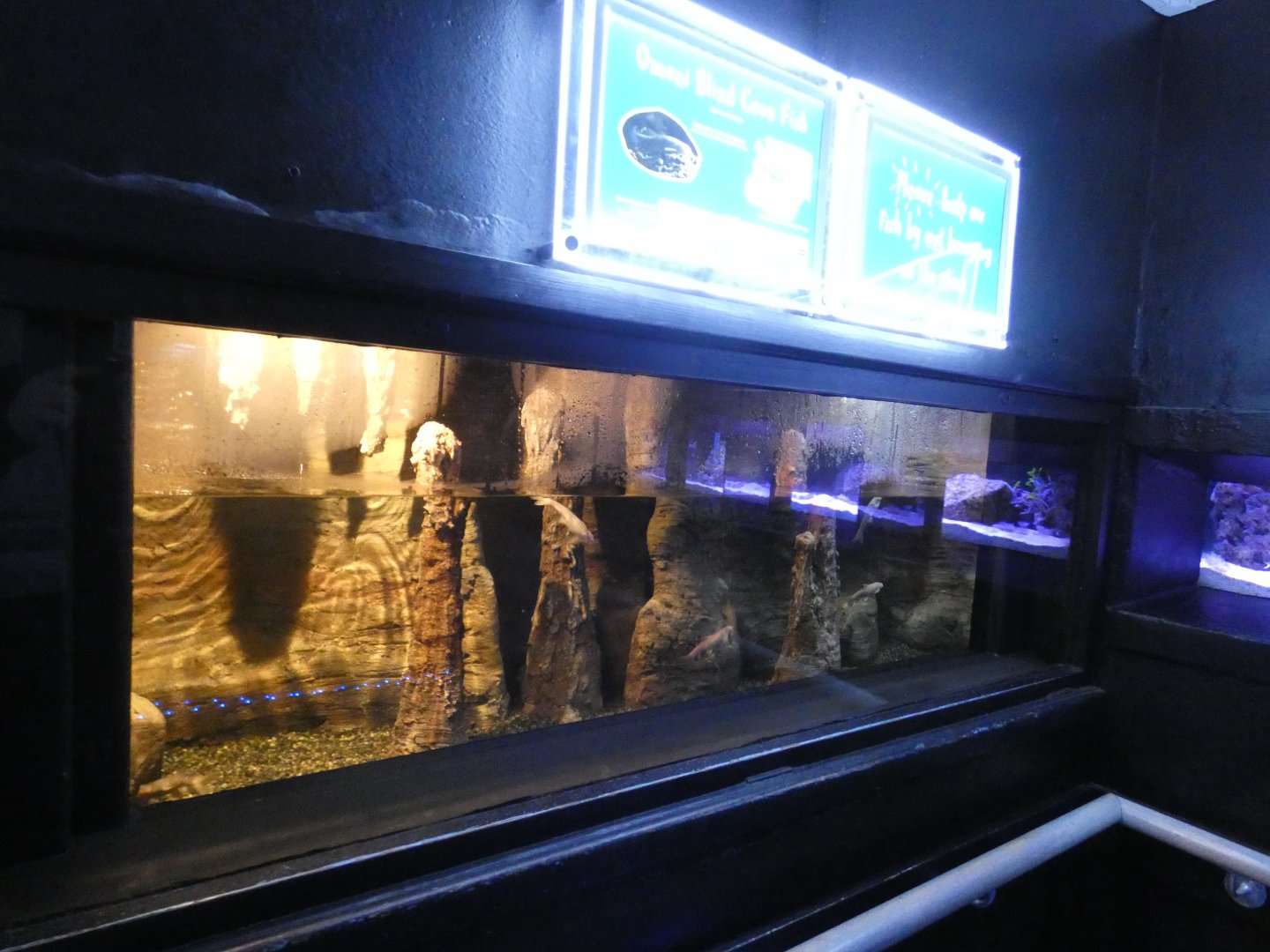 Omani Cave Fish enclosure