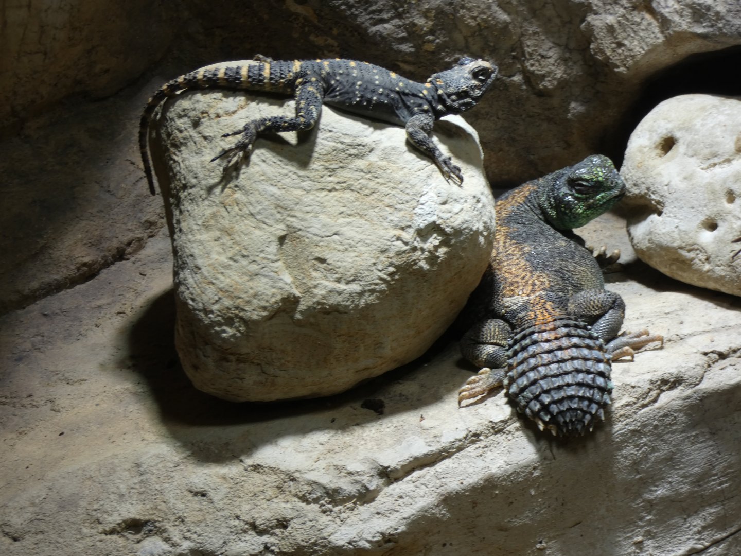 Omani Spiny-tailed Lizard and Black Agama