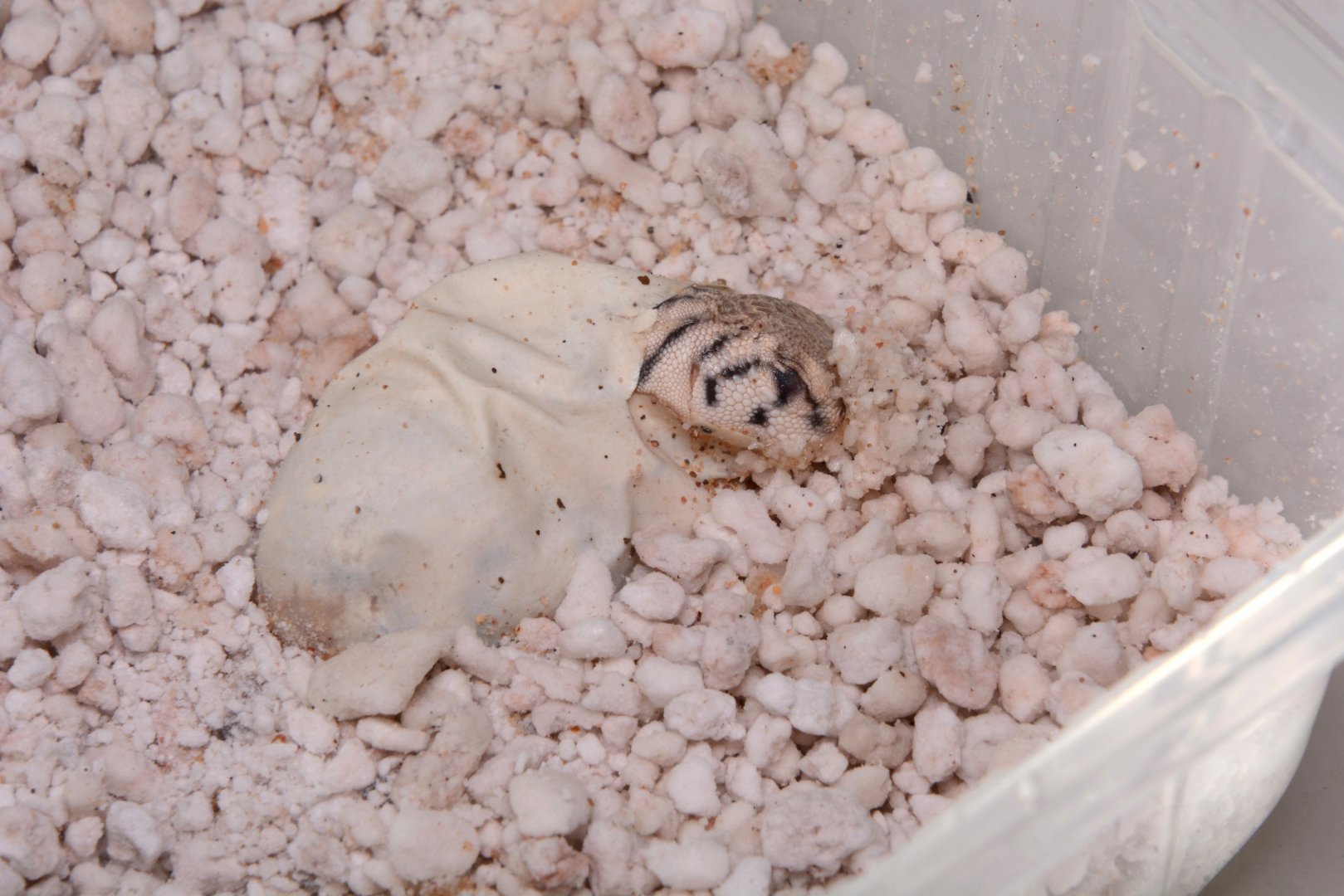 Omani spiny-tailed lizard (Uromastyx thomasi) - baby