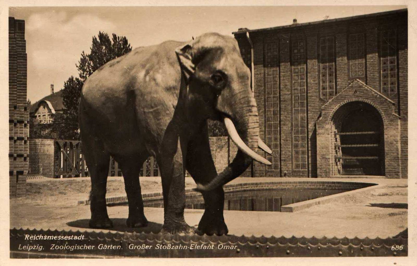Omar, the famous bull elphant.