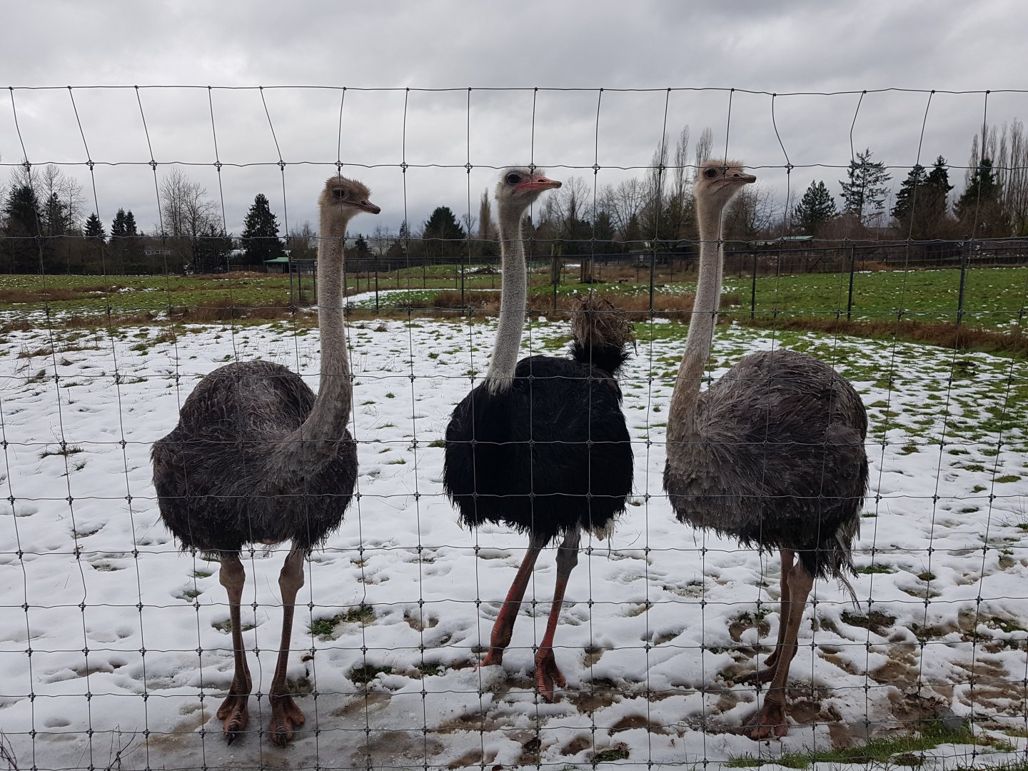 Omari, Reggie, & Oat (Ostriches)