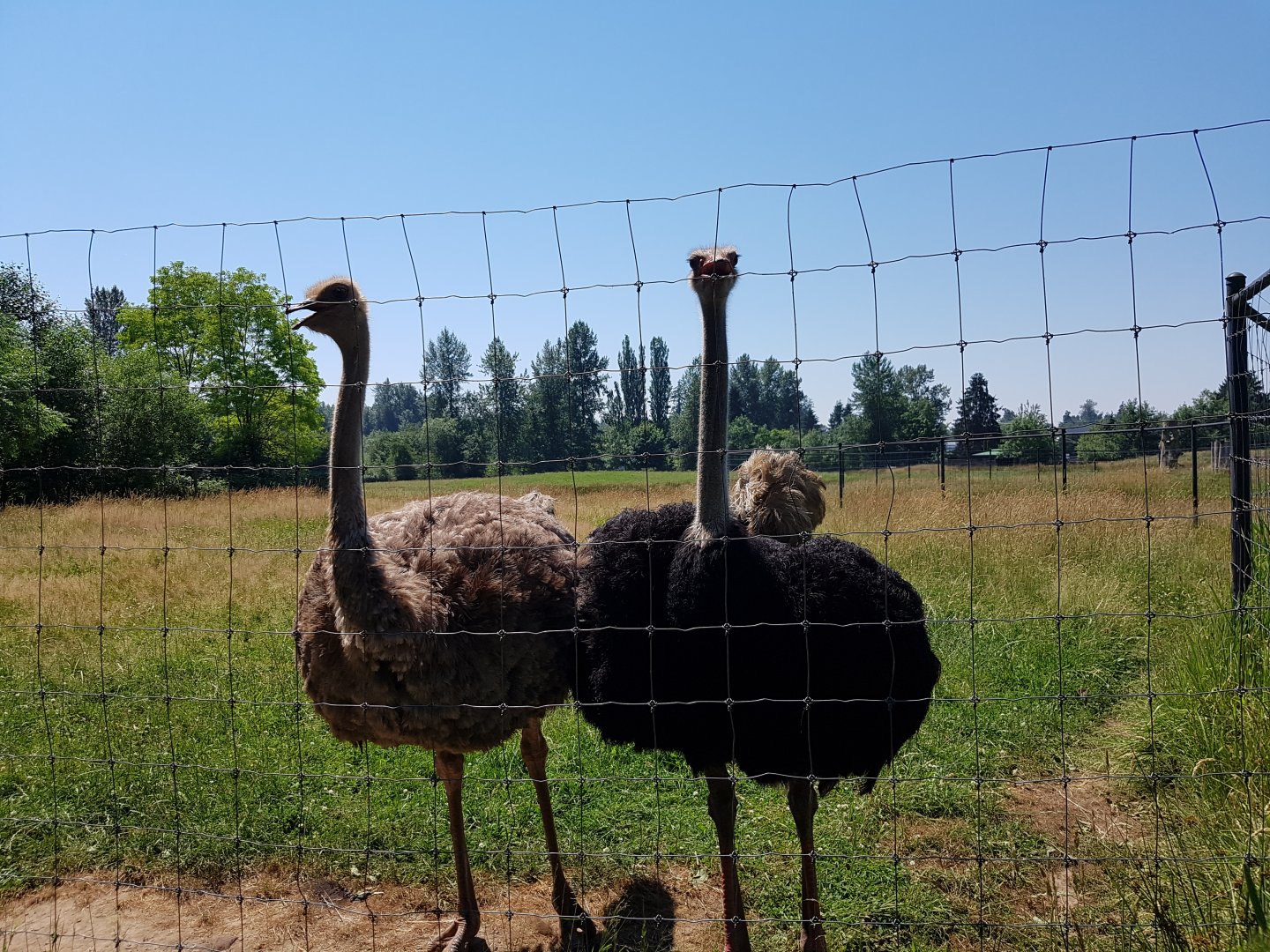 Omari & Reggie - Ostriches