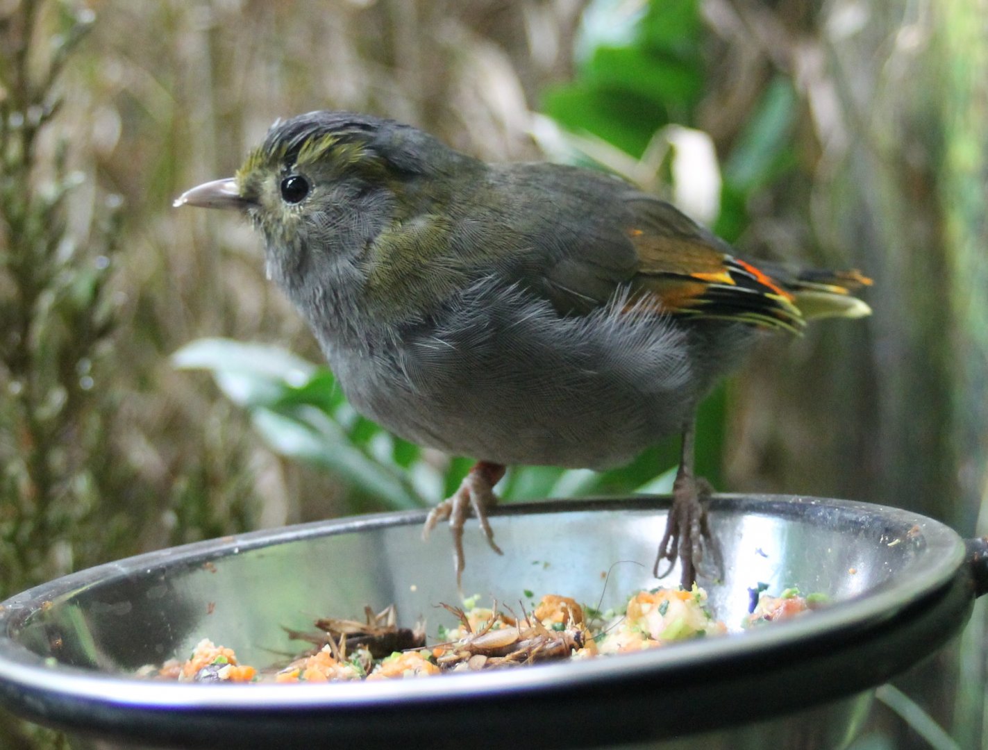 Omei Shan liochichla