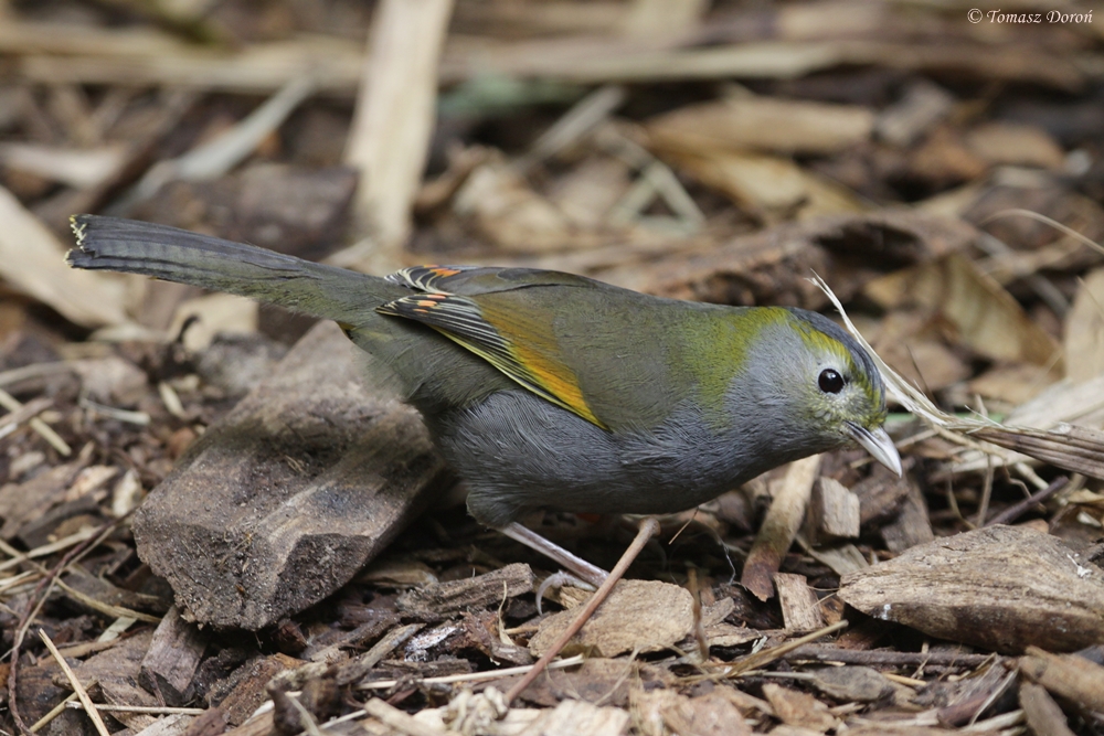 Omei Shan Liocichla (Liocichla omeiensis)