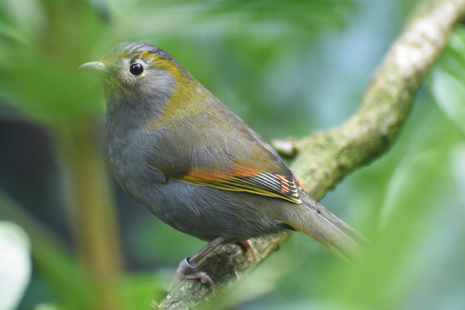 Omei Shan Liocichla Liocichla omeiensis