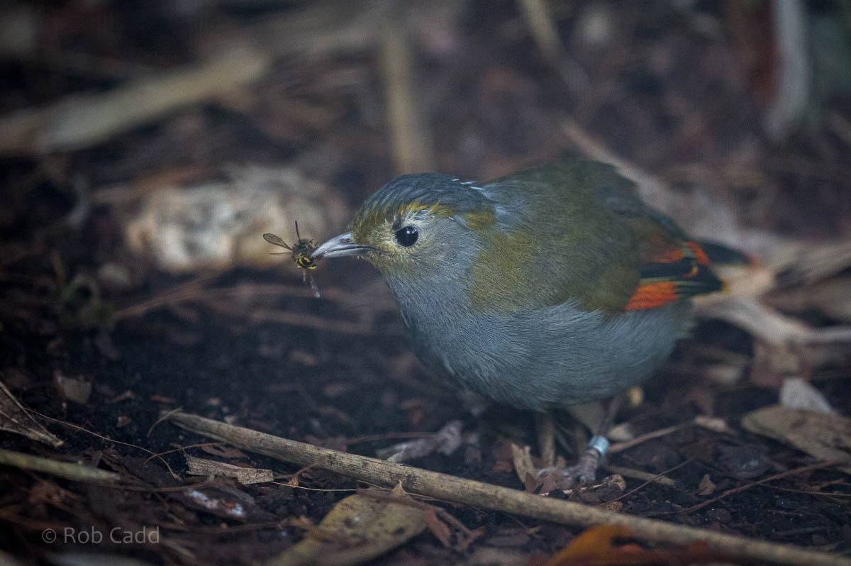 Omei Shan liocichla : Waddesdon : 03 Oct 2015