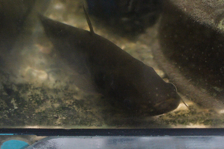 Ompok catfish (Ompok cf. siluroides)