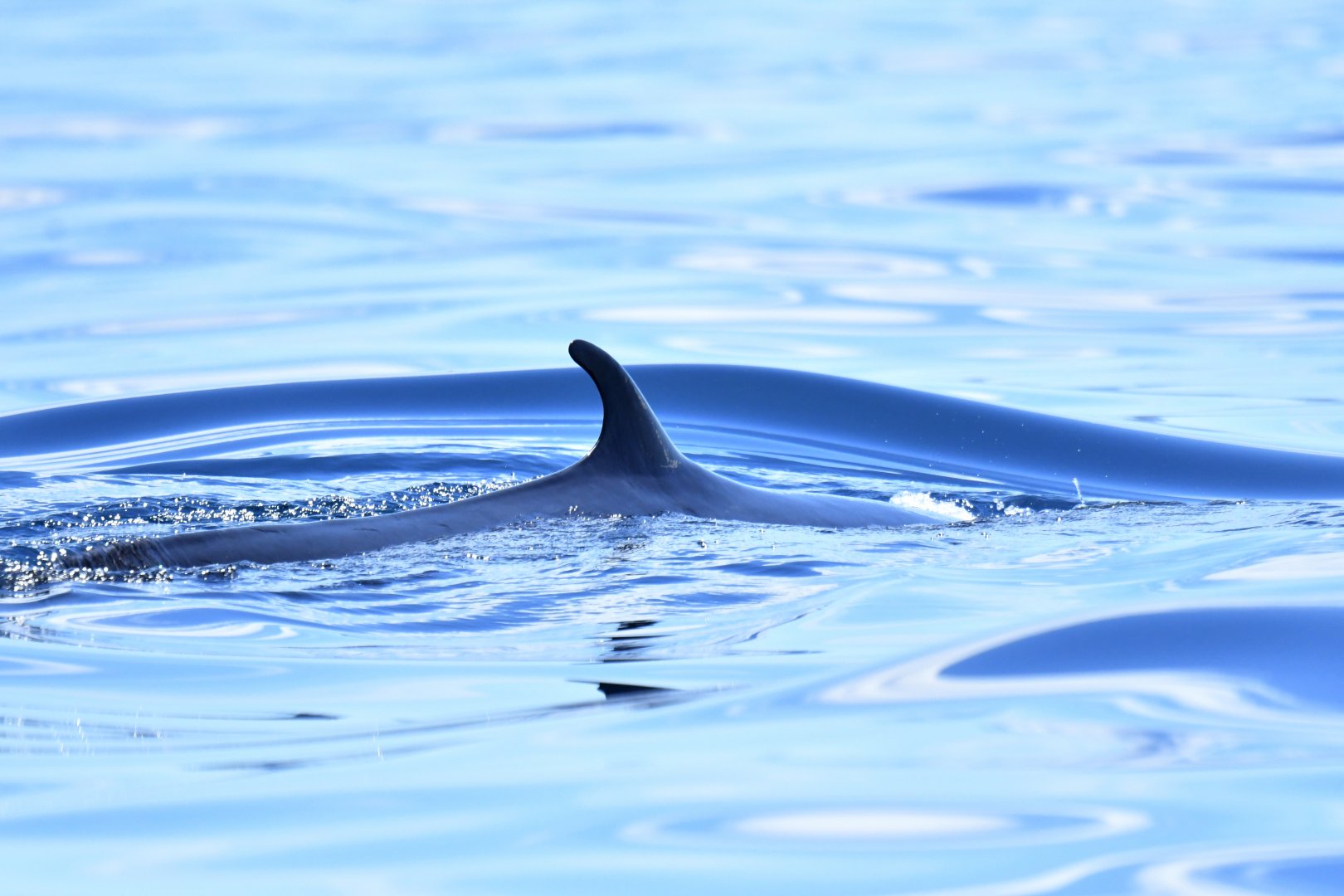 Omura's whale (Balaenoptera omurai)
