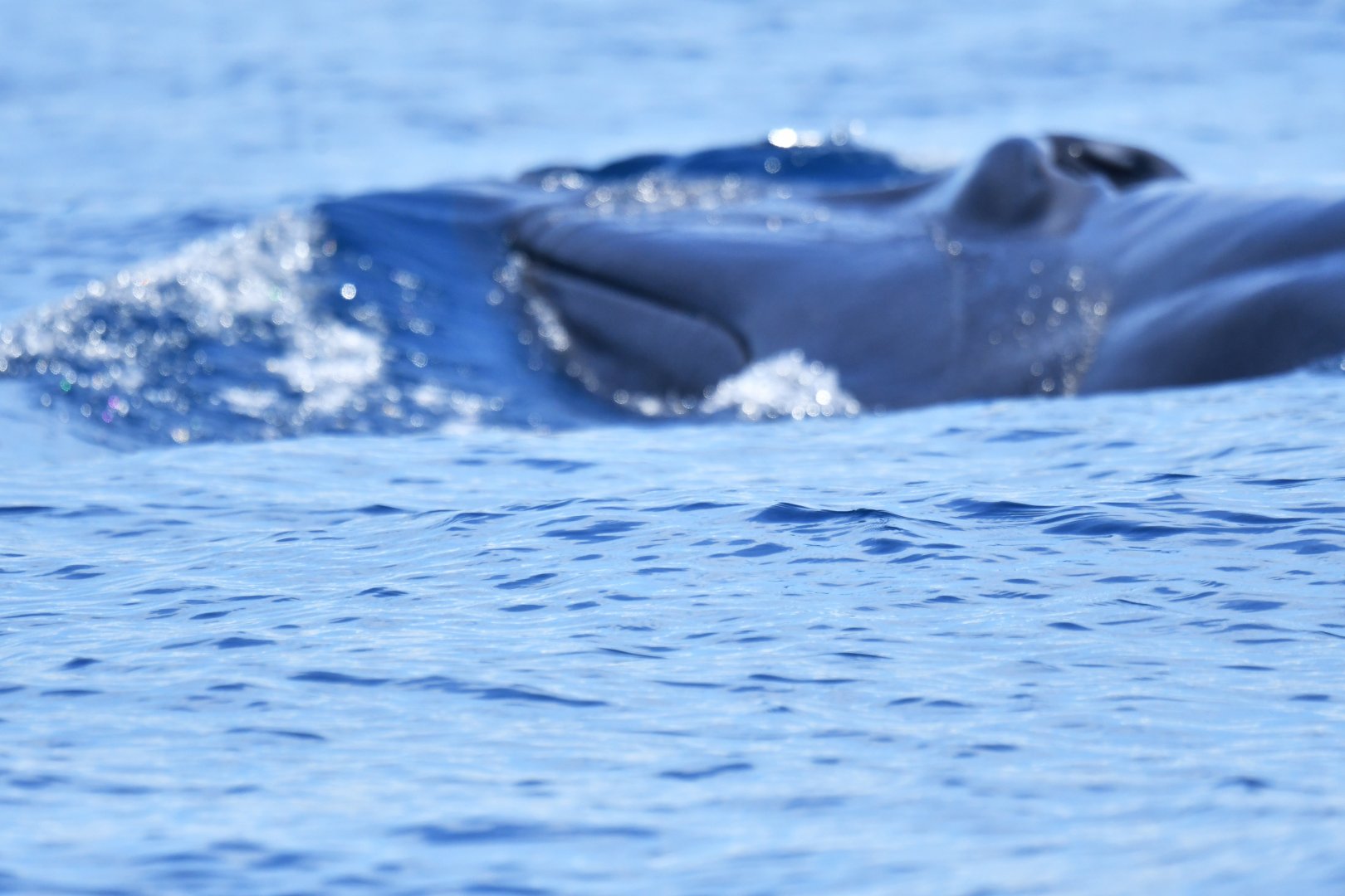 Omura's whale (Balaenoptera omurai)