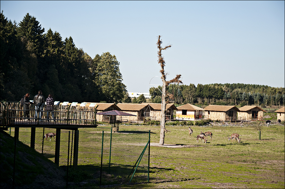 On-foot-safari at Serengeti Park