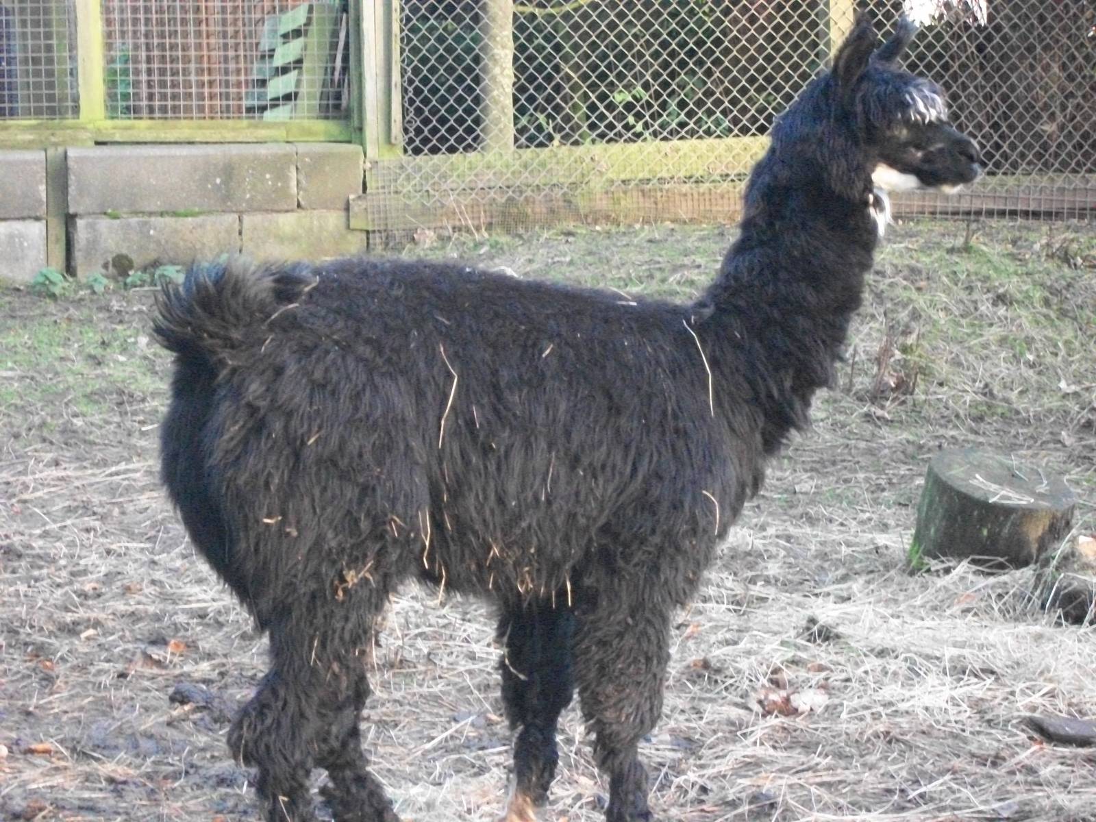 On loan stud Alpaca 2013