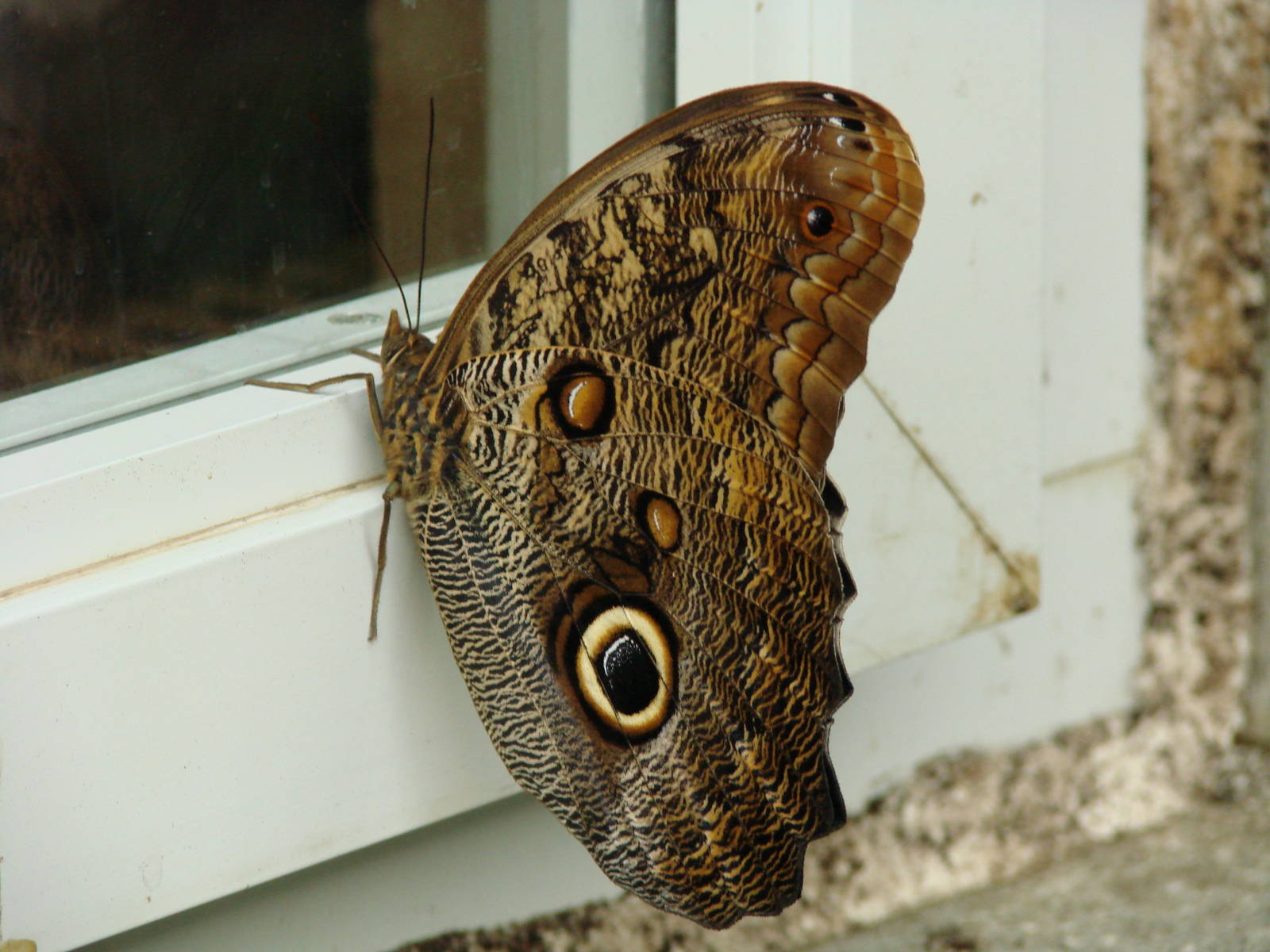 On the outside looking in - Wings of Paradise
