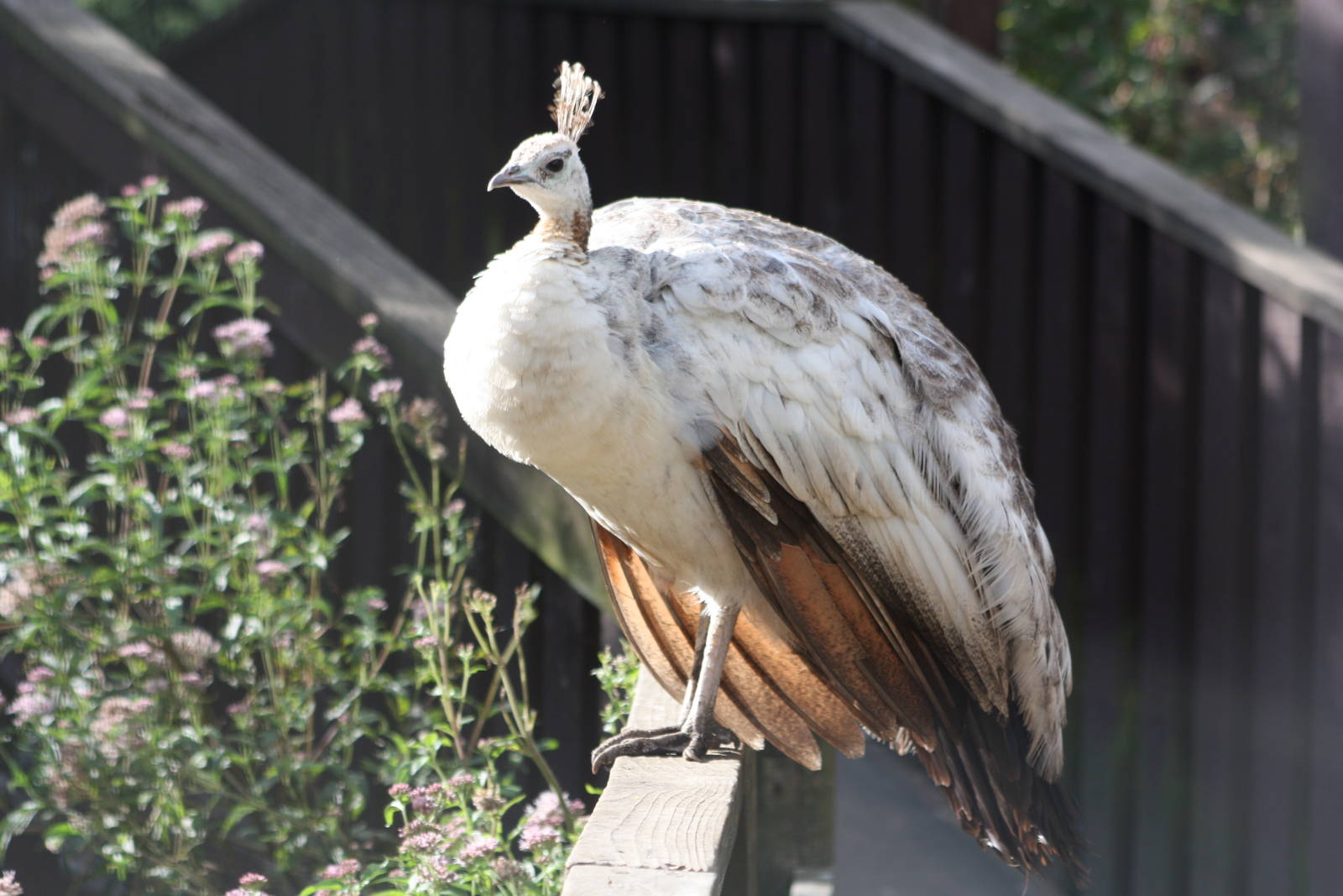 On the rails again, 30th August 2014