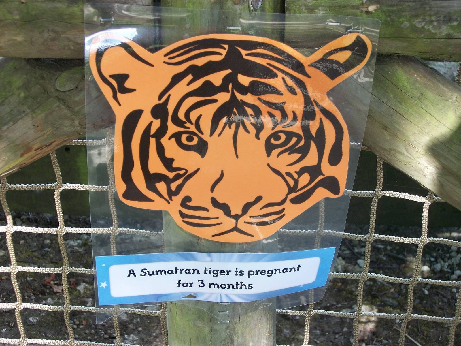 On the Tiger Trail, 4th August 2014