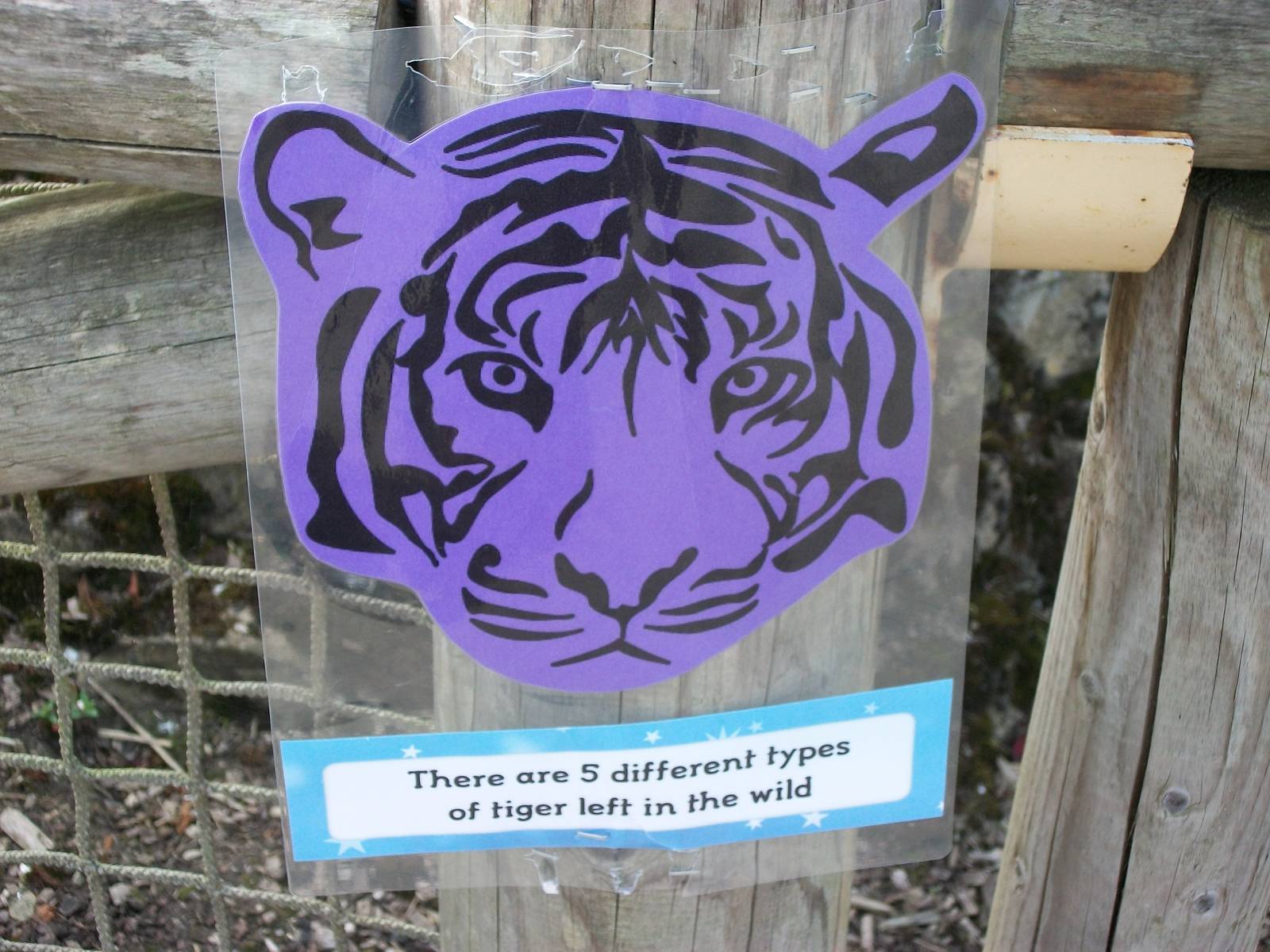 On the Tiger Trail, 4th August 2014