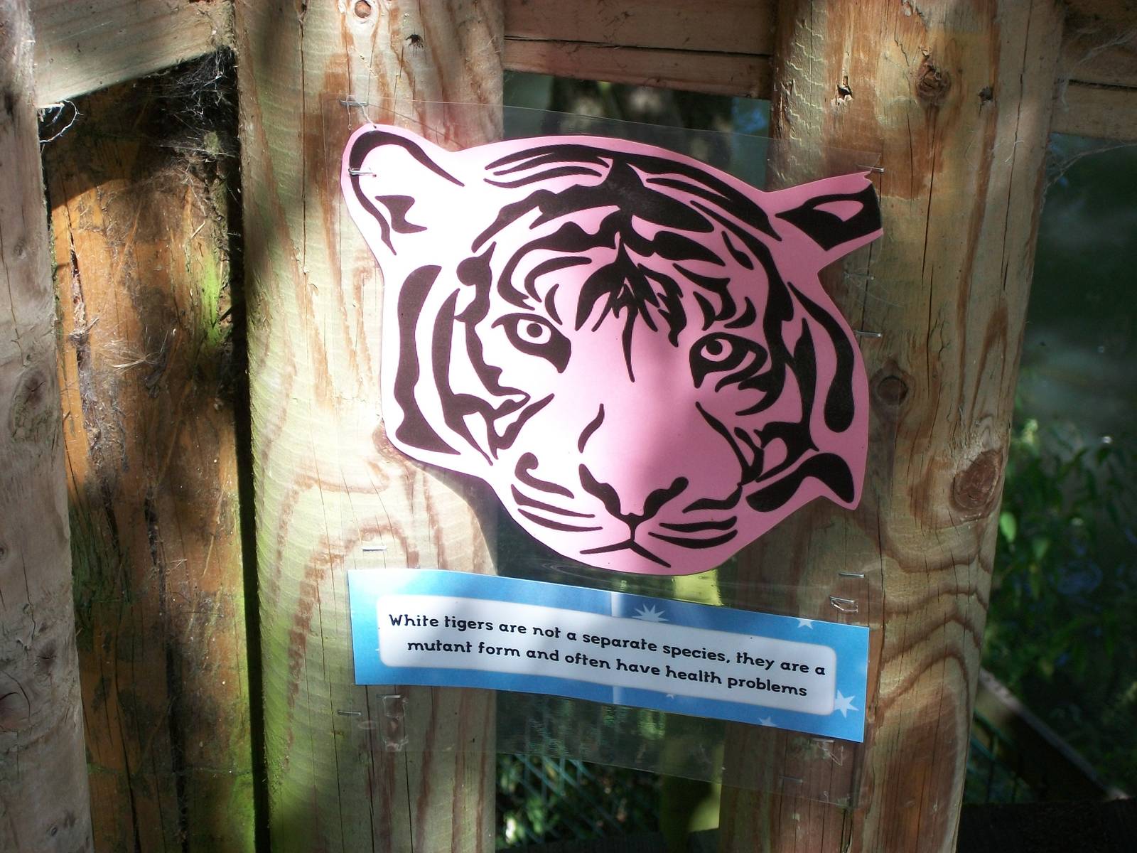 On the Tiger Trail, 4th August 2014