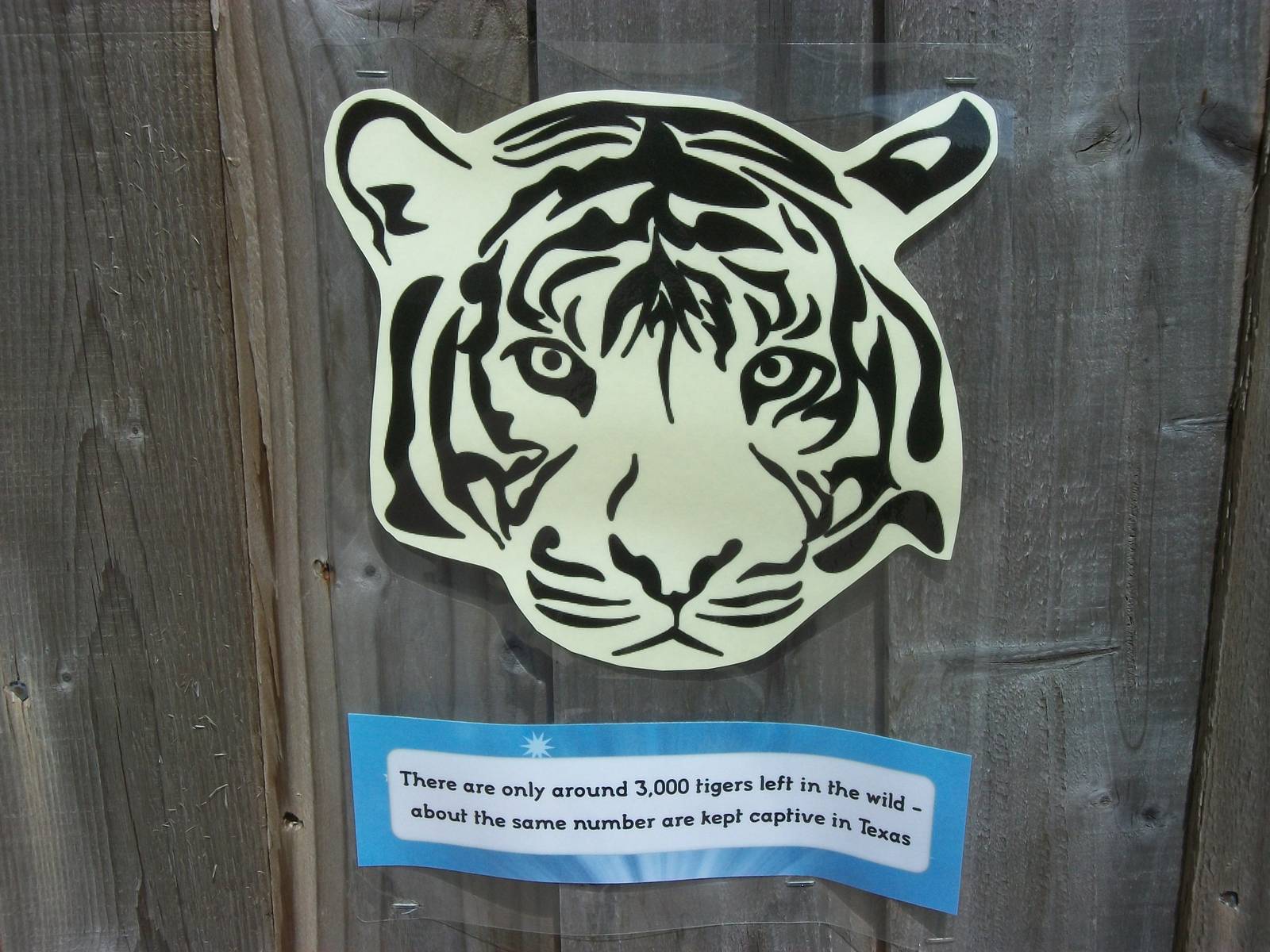 On the Tiger Trail, 4th August 2014