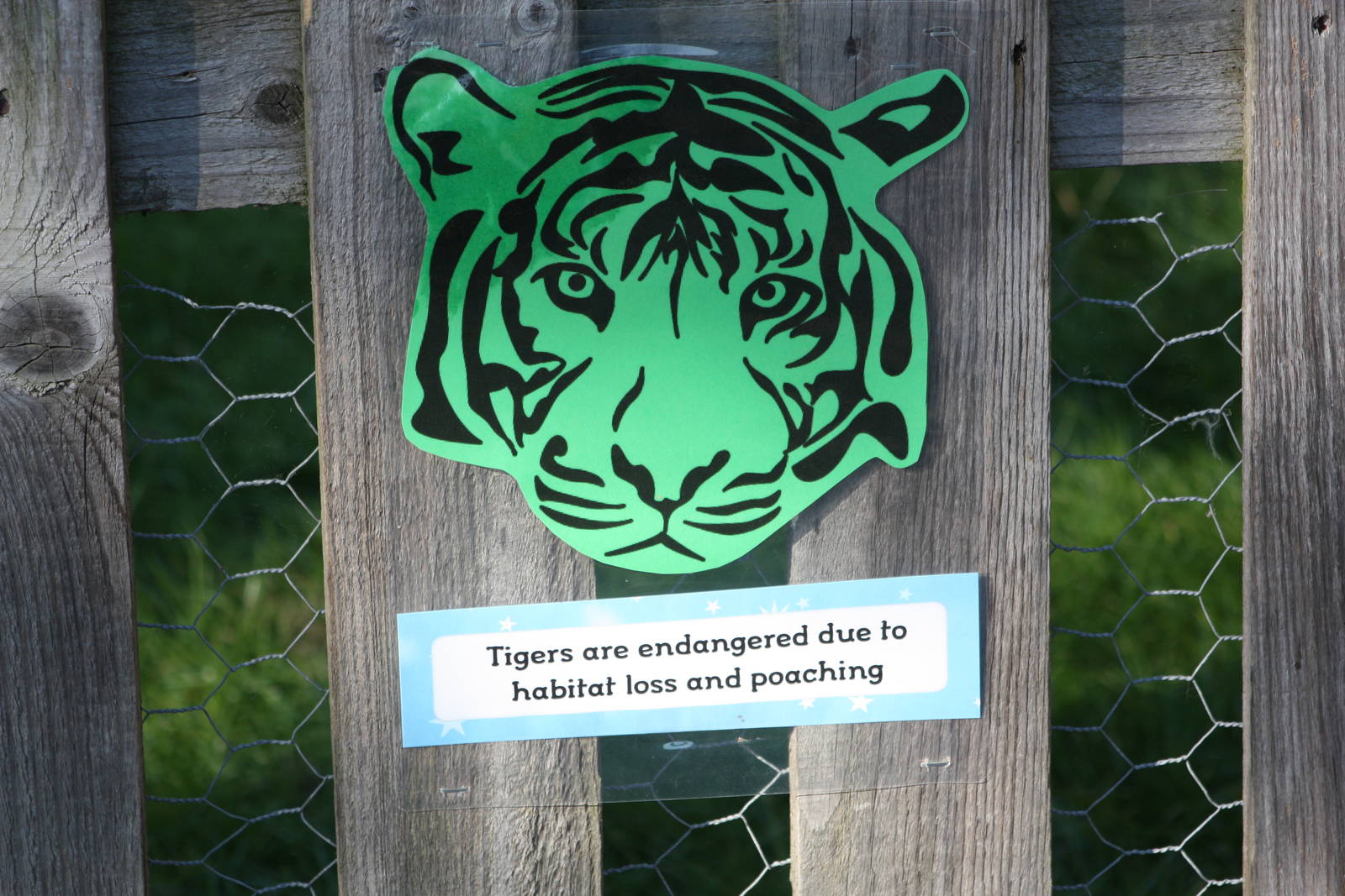 On the Tiger Trail, 4th August 2014