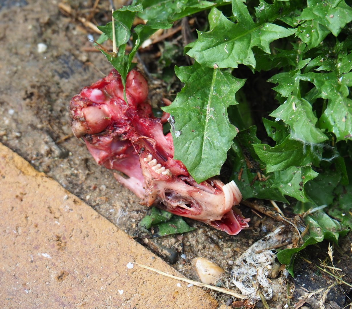 On the vulture menu: rabbit bits, 2019-07-21