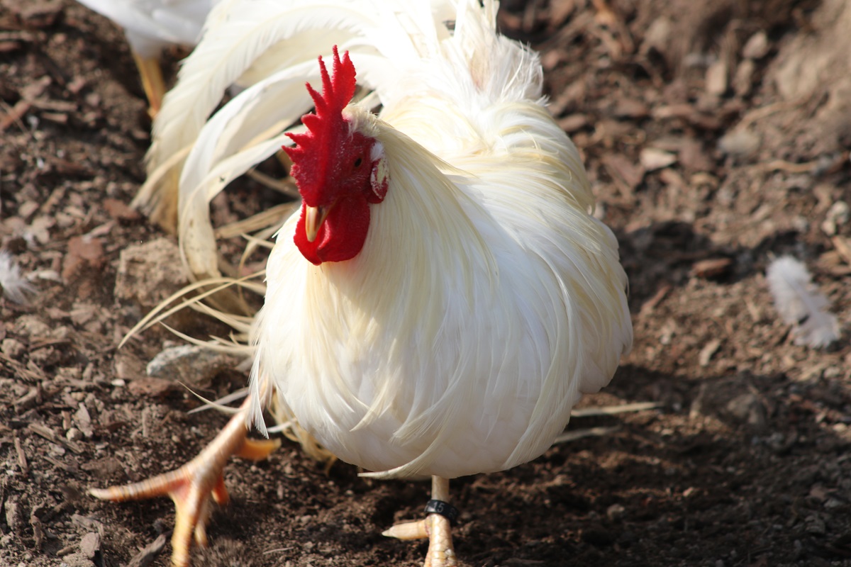 Onagadori Chicken (Gallus gallus domesticus)