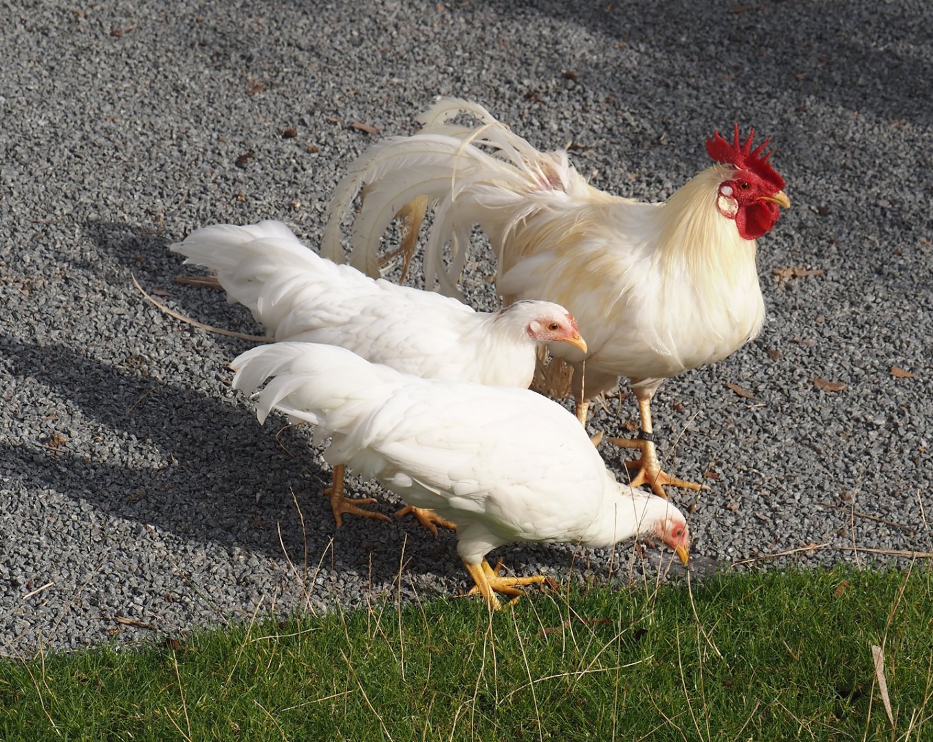 Onagadori chickens (Gallus gallus domesticus), 2024-09-17