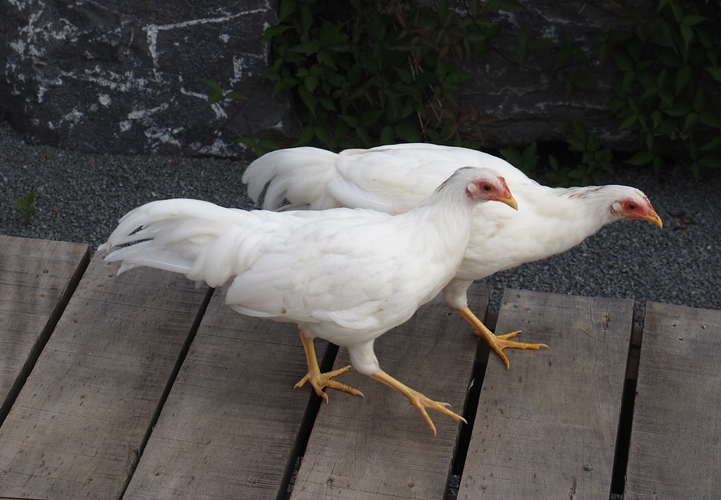 Onagadori hens (Gallus gallus domesticus), 2024-09-17