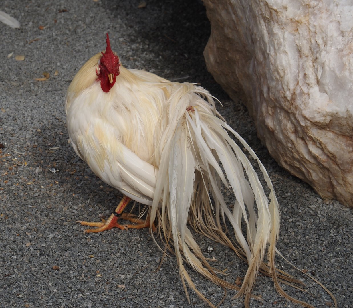 Onagadori rooster (Gallus gallus domesticus), 2024-09-17