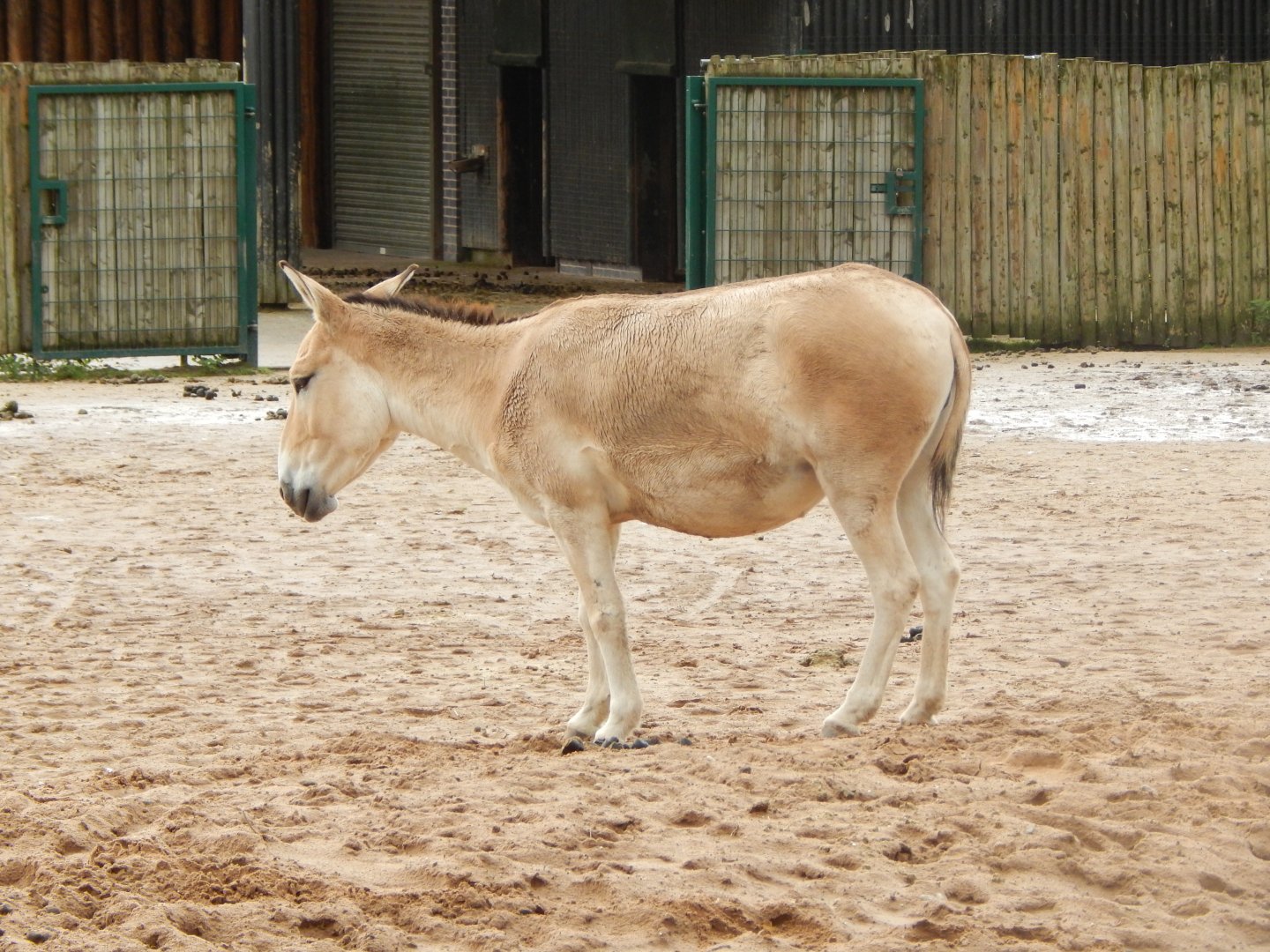 Onager 071020