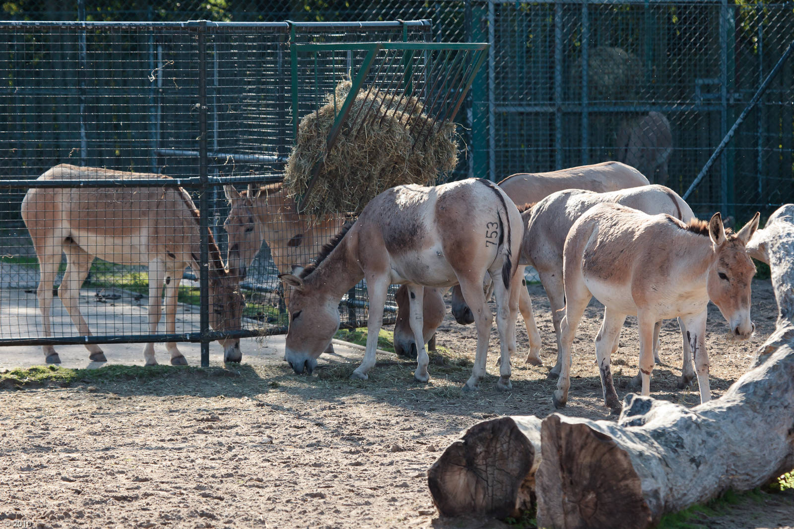 Onager - 30/08/2010