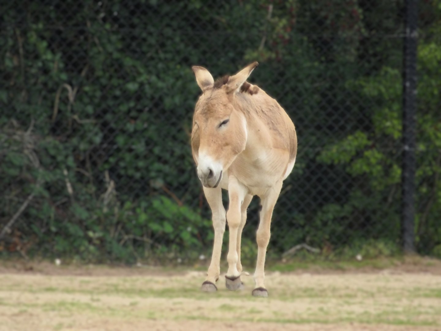 Onager 6 September 2025