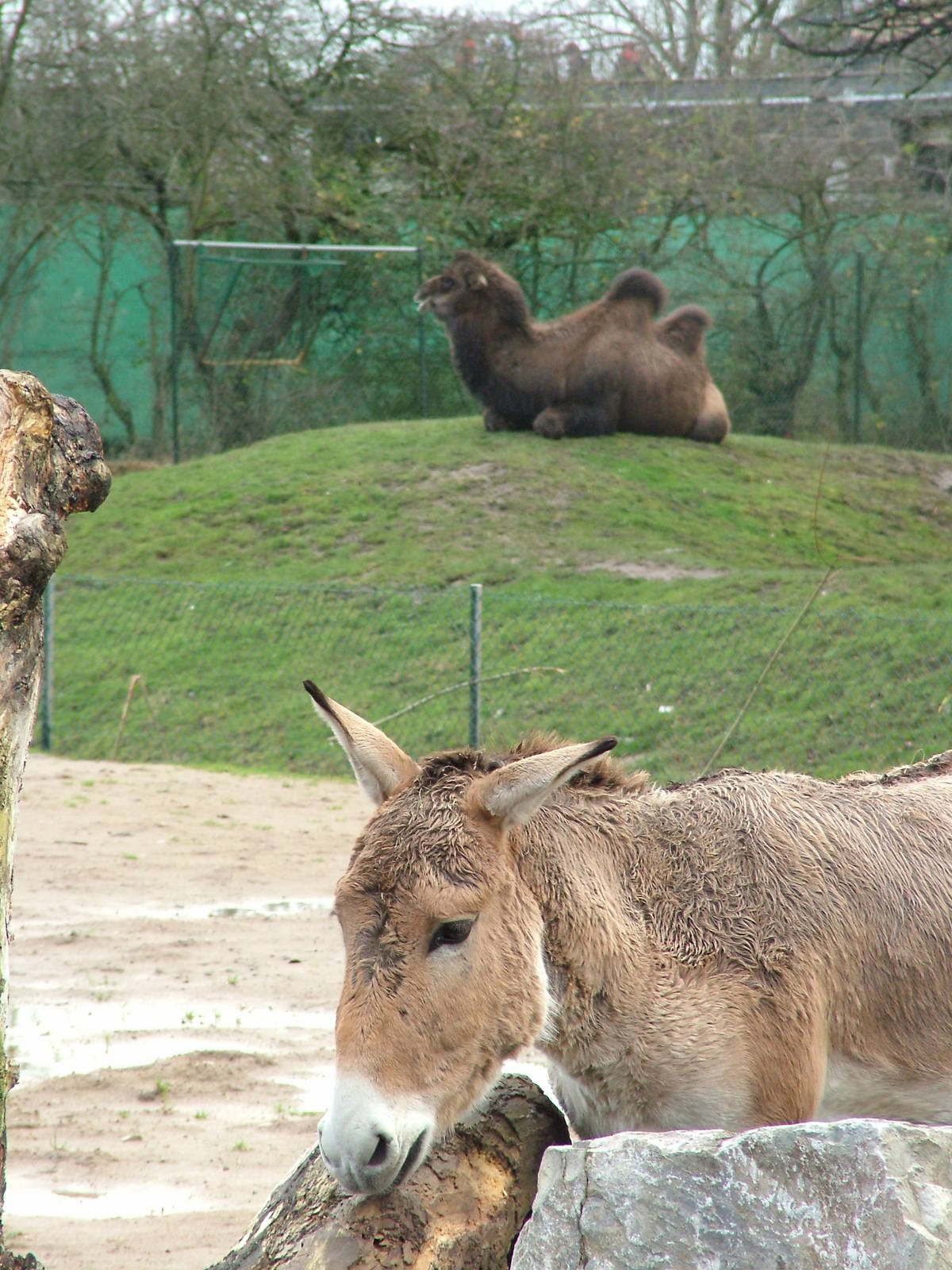 Onager and Bactrian Camel at Chester 06/12/09