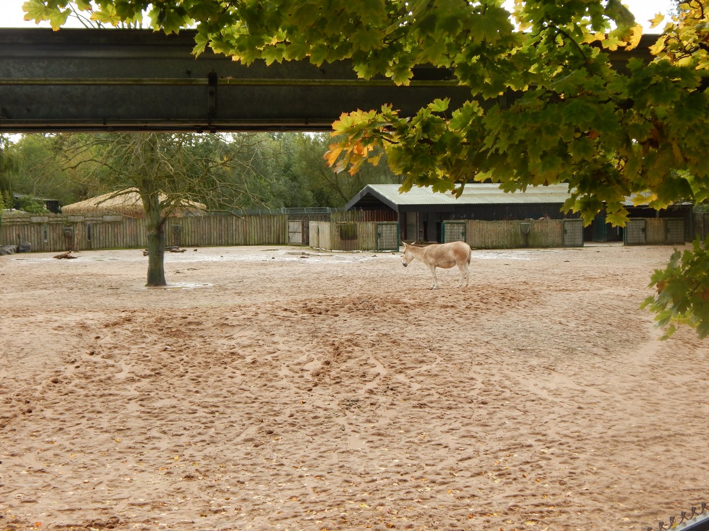 Onager and Bactrian camel enclosure 071020